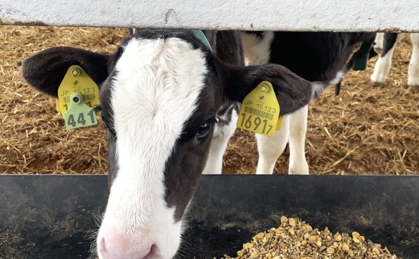 似てるけど、別の牛
