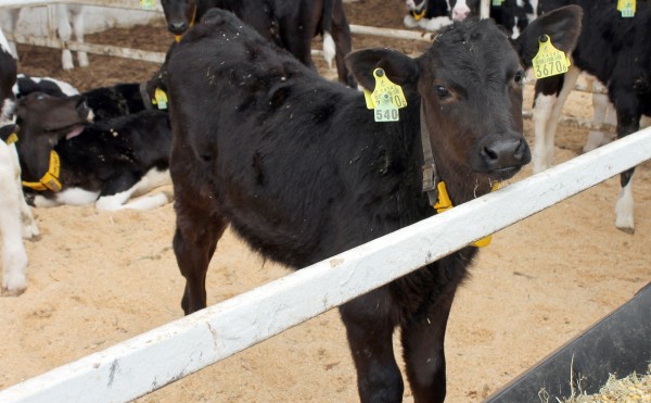 オガクズまみれ