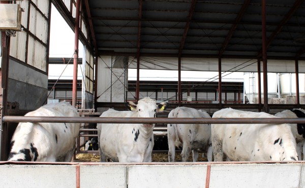 たまたまの白グループ