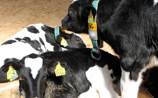 オガクズがいっぱい