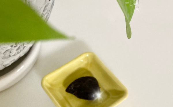  十勝の黒にんにく