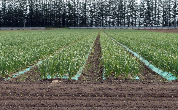 大きくなりました