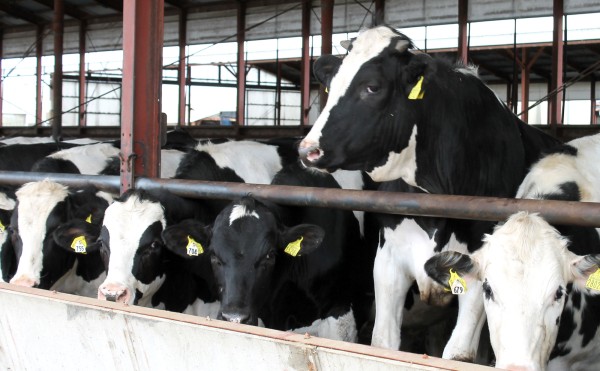 高みから睨む…