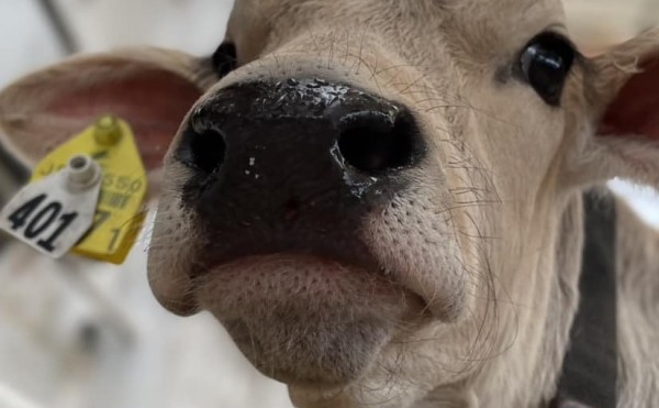 ブラウンスイス