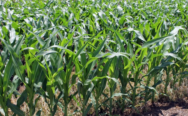 本日のデントコーン