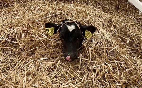 ここまで元気になりました