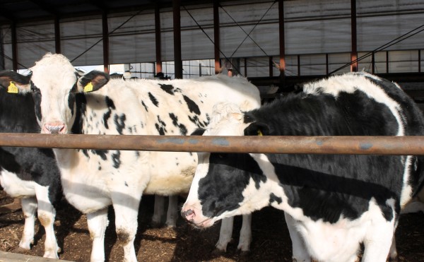 ちょっとプラス気温