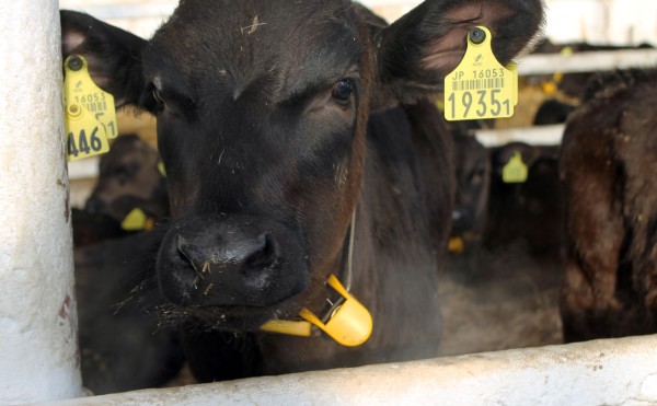 明日は成人の日