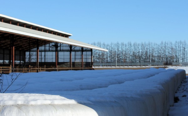 積雪ちょっぴり