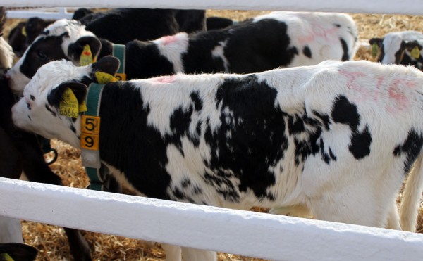 ホルスタインが豊西牛