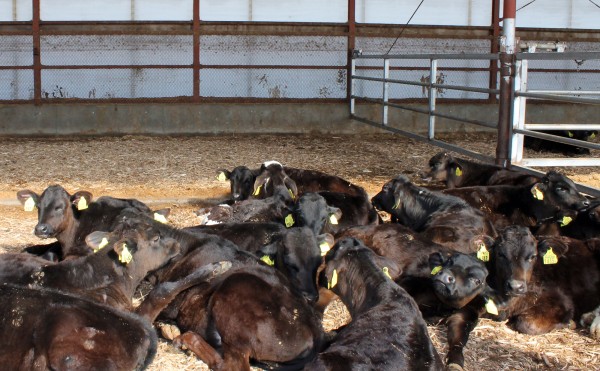 何頭いるでしょう？