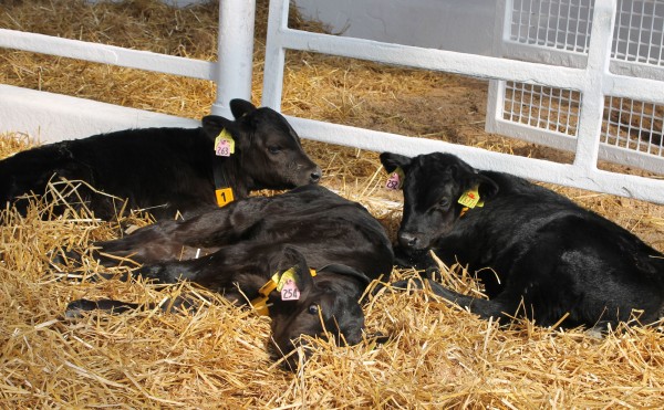 雨になりました