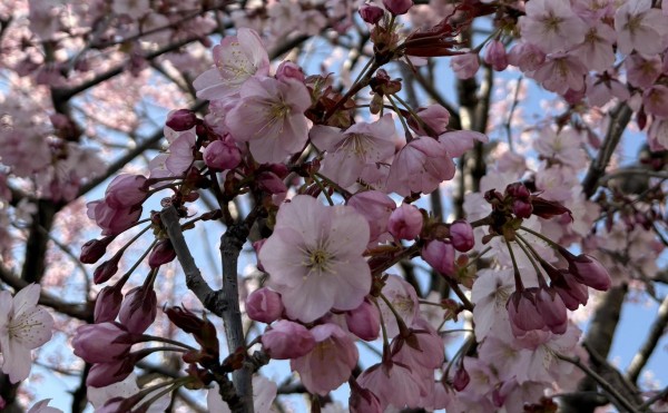 やっと咲きました