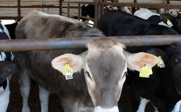 大きくなったブラウンスイス