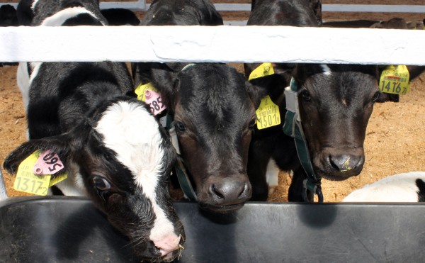 明日はこどもの日