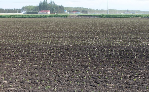 デントコーン畑