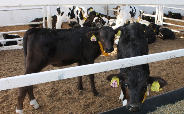 そろそろ夏到来