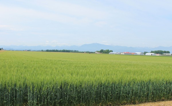 小麦畑
