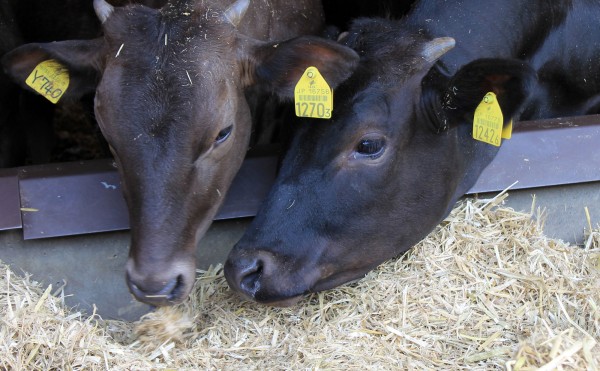 そっちもこっちも同じだよ