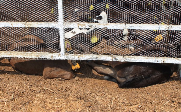 これじゃ暑いでしょう