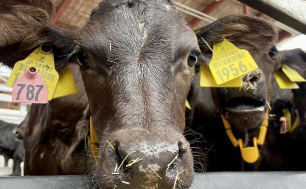 あかね主任ショット