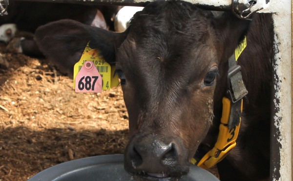 水を飲みましょう
