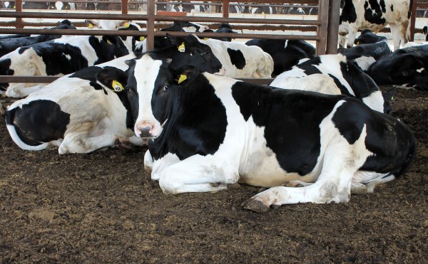 今日はホルスタイン