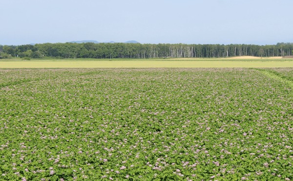ジャガイモの花