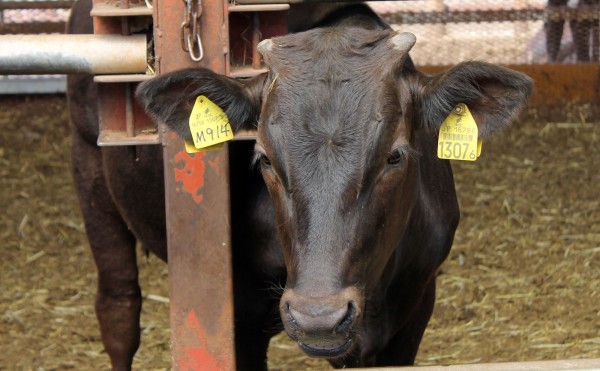 夏休みと日曜日