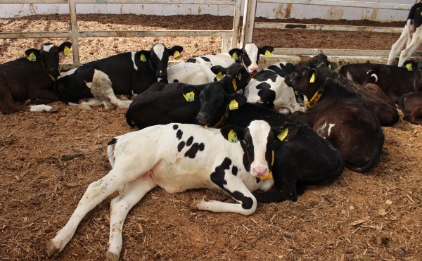 見て見て、このポーズ