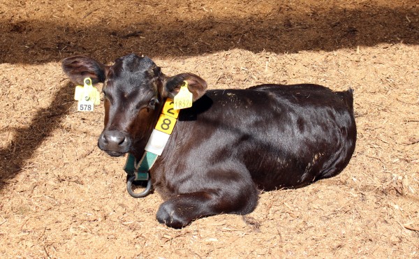 雲ひとつない空
