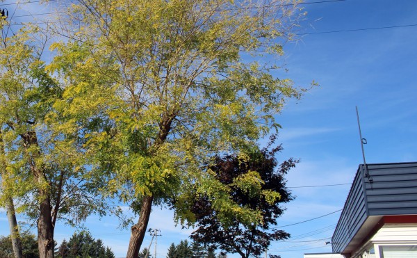 そろそろ落ち葉