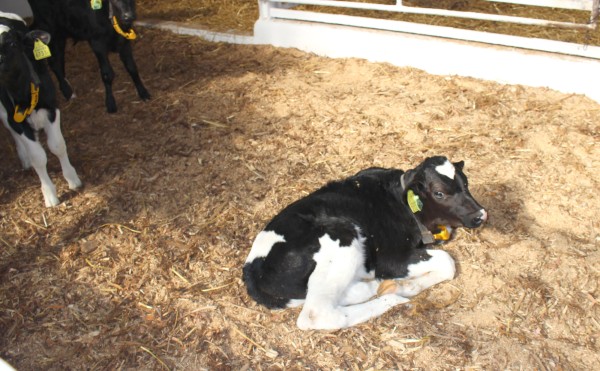 一番ちびちゃん