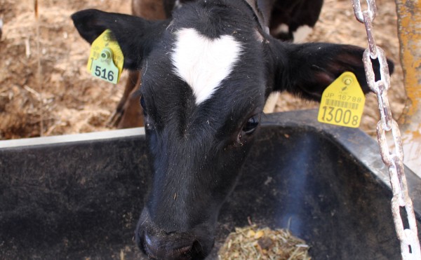 ちょっとハート