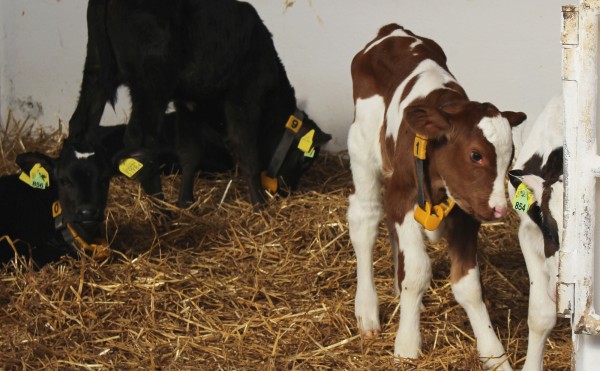 まだまだ赤ちゃん