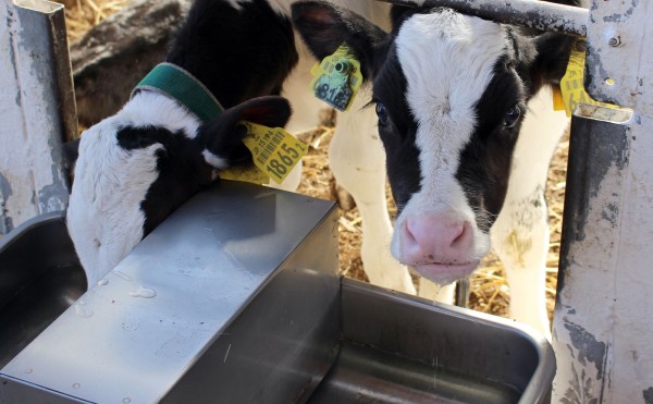 凍ると飲めない給水器