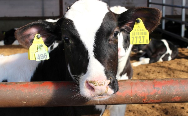 よく見るSNSは？