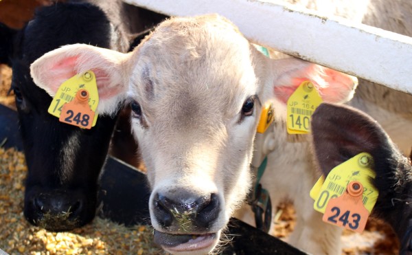 ブラウンスイス