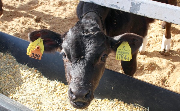 久しぶりの太陽☼