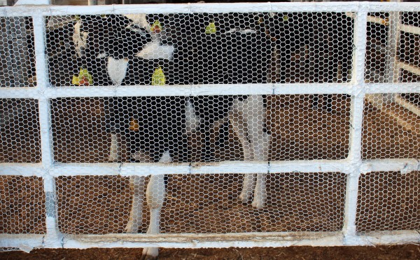 網目からの視線