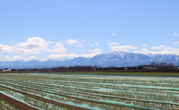 去年植えたニンニク